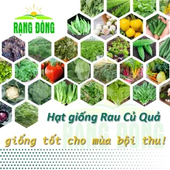 Hạt giống Rau Củ Quả trồng chậu, rau ăn lá,dây leo trồng quanh năm,nảy mầm tốt - Hạt giống Rạng Đông