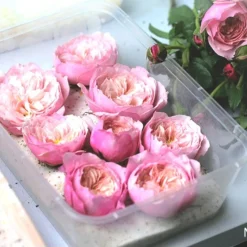 Cát hút ẩm làm hoa khô, silicagel 1kg ( tái sử dụng)