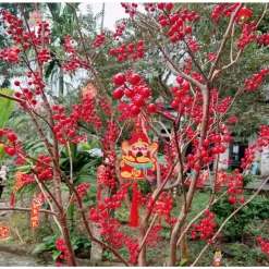 Combo 50 nhánh và 100 nhánh đào đông trang trí tết decor cây tết 2024 phụ kiện trang trí nhà cửa